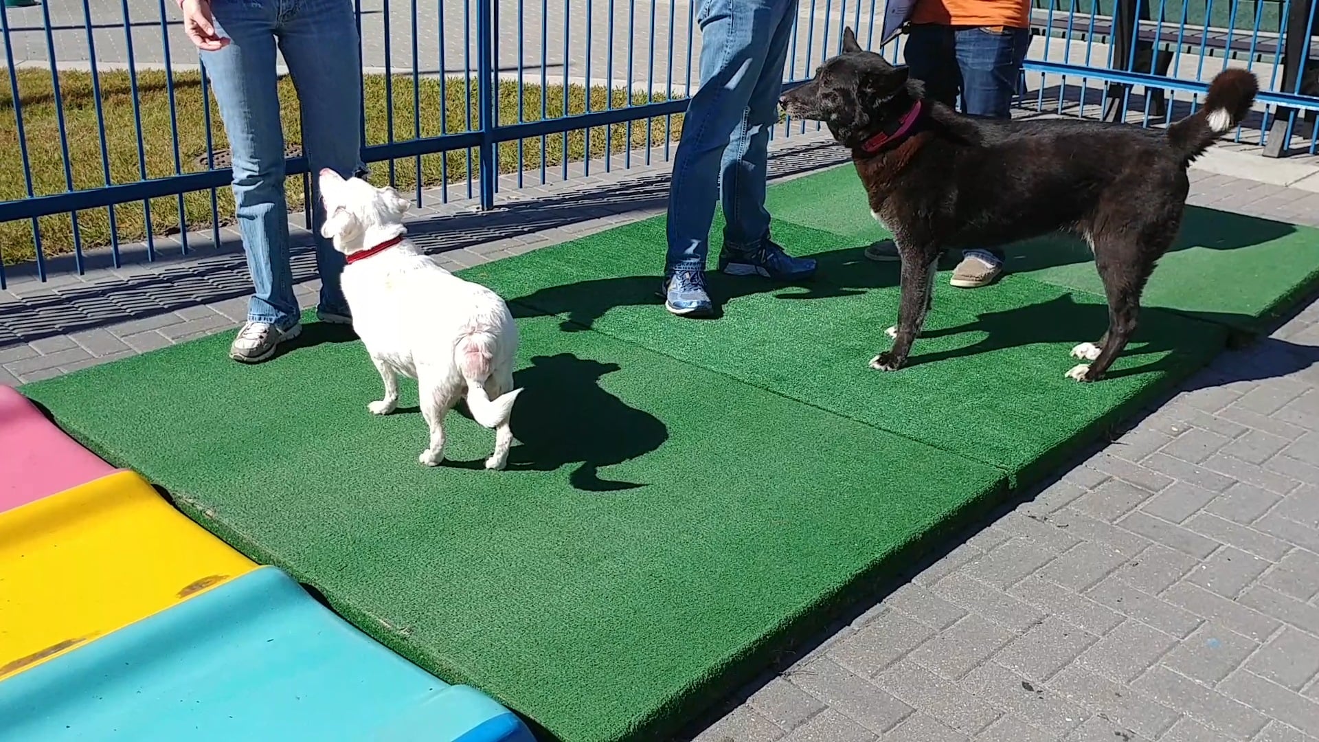 adopt a dog or cat