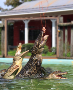 Alligator feeding show
