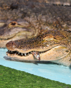 Feed an alligator